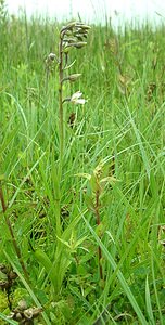 Epipactis palustris (Orchidaceae)  - Épipactis des marais - Marsh Helleborine Somme [France] 22/06/2002