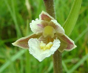 Epipactis palustris (Orchidaceae)  - Épipactis des marais - Marsh Helleborine Somme [France] 22/06/2002