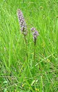 Gymnadenia conopsea (Orchidaceae)  - Gymnadénie moucheron, Orchis moucheron, Orchis moustique - Fragrant Orchid Pas-de-Calais [France] 15/06/2002 - 80m