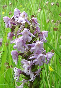 Gymnadenia conopsea (Orchidaceae)  - Gymnadénie moucheron, Orchis moucheron, Orchis moustique - Fragrant Orchid Pas-de-Calais [France] 15/06/2002 - 80m