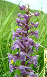 Gymnadenia conopsea (Orchidaceae)  - Gymnadénie moucheron, Orchis moucheron, Orchis moustique - Fragrant Orchid Pas-de-Calais [France] 15/06/2002 - 90m