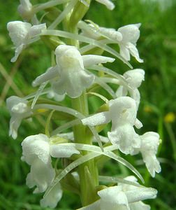 Gymnadenia conopsea (Orchidaceae)  - Gymnadénie moucheron, Orchis moucheron, Orchis moustique - Fragrant Orchid Pas-de-Calais [France] 15/06/2002 - 90m