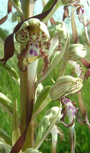 Himantoglossum hircinum (Orchidaceae)  - Himantoglosse bouc, Orchis bouc, Himantoglosse à odeur de bouc - Lizard Orchid Nord [France] 08/06/2002 - 10m