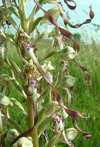 Himantoglossum hircinum (Orchidaceae)  - Himantoglosse bouc, Orchis bouc, Himantoglosse à odeur de bouc - Lizard Orchid Nord [France] 08/06/2002 - 10m