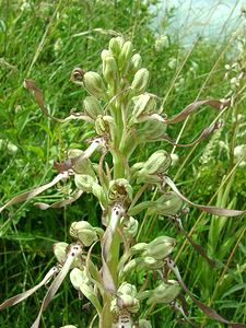 Himantoglossum hircinum (Orchidaceae)  - Himantoglosse bouc, Orchis bouc, Himantoglosse à odeur de bouc - Lizard Orchid Nord [France] 16/06/2002 - 10m