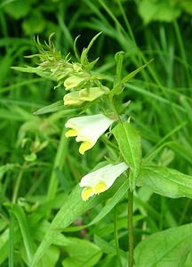 Melampyrum pratense (Orobanchaceae)  - Mélampyre des prés - Common Cow-wheat Pas-de-Calais [France] 15/06/2002 - 80m