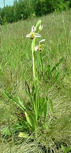 Ophrys apifera (Orchidaceae)  - Ophrys abeille - Bee Orchid Courtrai [Belgique] 02/06/2002 - 20m