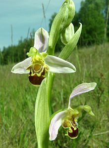 Ophrys apifera (Orchidaceae)  - Ophrys abeille - Bee Orchid Courtrai [Belgique] 02/06/2002 - 20m