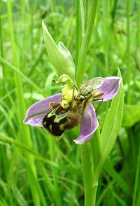 Ophrys apifera (Orchidaceae)  - Ophrys abeille - Bee Orchid Pas-de-Calais [France] 15/06/2002 - 80m