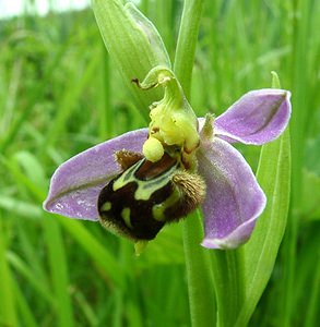 Ophrys apifera (Orchidaceae)  - Ophrys abeille - Bee Orchid Pas-de-Calais [France] 15/06/2002 - 80m