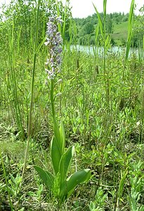 Orchis militaris (Orchidaceae)  - Orchis militaire, Casque militaire, Orchis casqué - Military Orchid Courtrai [Belgique] 02/06/2002 - 20m