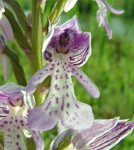 Orchis militaris (Orchidaceae)  - Orchis militaire, Casque militaire, Orchis casqué - Military Orchid Courtrai [Belgique] 02/06/2002 - 20m