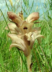 Orobanche caryophyllacea (Orobanchaceae)  - Orobanche oeillet, Orobanche giroflée, Orobanche à odeur d'oeillet, Orobanche du gaillet - Bedstraw Broomrape Nord [France] 16/06/2002 - 10m