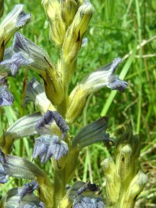 Phelipanche purpurea (Orobanchaceae)  - Phélipanche pourpre, Orobanche pourprée, Orobanche pourpre - Yarrow Broomrape Nord [France] 16/06/2002 - 10m