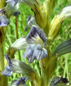 Phelipanche purpurea (Orobanchaceae)  - Phélipanche pourpre, Orobanche pourprée, Orobanche pourpre - Yarrow Broomrape Nord [France] 16/06/2002 - 10m