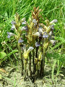 Phelipanche purpurea (Orobanchaceae)  - Phélipanche pourpre, Orobanche pourprée, Orobanche pourpre - Yarrow Broomrape Nord [France] 16/06/2002 - 10m