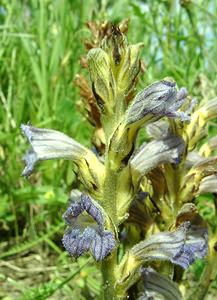 Phelipanche purpurea (Orobanchaceae)  - Phélipanche pourpre, Orobanche pourprée, Orobanche pourpre - Yarrow Broomrape Nord [France] 16/06/2002 - 10m