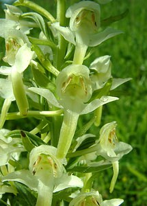 Platanthera chlorantha (Orchidaceae)  - Platanthère à fleurs verdâtres, Orchis vert, Orchis verdâtre, Plalatanthère des montagnes, Platanthère verdâtre - Greater Butterfly-orchid Courtrai [Belgique] 02/06/2002 - 20m