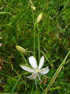 Anthericum liliago (Asparagaceae)  - Phalangère à fleurs de lis, Phalangère petit-lis, Bâton de Saint Joseph, Anthéricum à fleurs de Lis Ain [France] 25/07/2002 - 550m