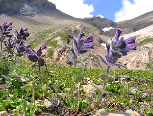 Bartsia alpina (Orobanchaceae)  - Bartsie des Alpes - Alpine Bartsia Haute-Savoie [France] 28/07/2002 - 2660m