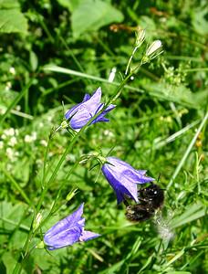 Campanula rotundifolia (Campanulaceae)  - Campanule à feuilles rondes - Harebell Jura [France] 23/07/2002 - 770m