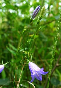 Campanula rotundifolia (Campanulaceae)  - Campanule à feuilles rondes - Harebell Ain [France] 25/07/2002 - 550m