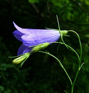 Campanula rotundifolia (Campanulaceae)  - Campanule à feuilles rondes - Harebell Ain [France] 25/07/2002 - 550m