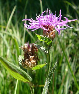 Centaurea jacea (Asteraceae)  - Centaurée jacée, Tête de moineau, Ambrette - Brown Knapweed Jura [France] 23/07/2002 - 770m