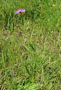Centaurea jacea (Asteraceae)  - Centaurée jacée, Tête de moineau, Ambrette - Brown Knapweed Jura [France] 23/07/2002 - 770m