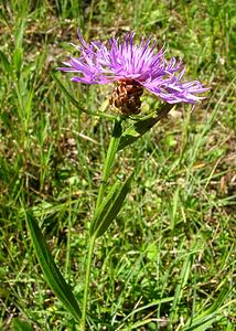 Centaurea jacea (Asteraceae)  - Centaurée jacée, Tête de moineau, Ambrette - Brown Knapweed Jura [France] 23/07/2002 - 770m