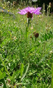 Centaurea jacea (Asteraceae)  - Centaurée jacée, Tête de moineau, Ambrette - Brown Knapweed Savoie [France] 30/07/2002 - 2390m