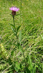 Centaurea jacea (Asteraceae)  - Centaurée jacée, Tête de moineau, Ambrette - Brown Knapweed Savoie [France] 30/07/2002 - 2390m