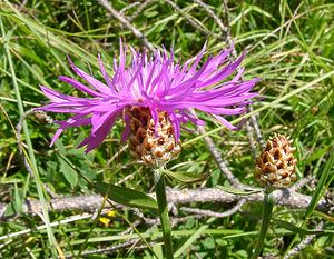 Centaurea jacea (Asteraceae)  - Centaurée jacée, Tête de moineau, Ambrette - Brown Knapweed Savoie [France] 30/07/2002 - 2390m