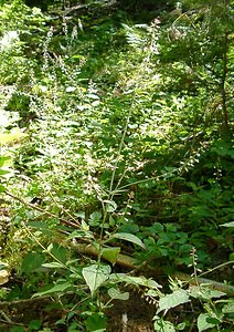 Circaea lutetiana (Onagraceae)  - Circée de Paris, Circée commune, Herbe des sorcières, Herbe aux sorcières - Enchanter's nightshade, Witch's grass Jura [France] 23/07/2002 - 770m