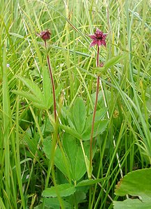 Comarum palustre (Rosaceae)  - Comaret des marais, Potentille des marais - Marsh Cinquefoil Savoie [France] 27/07/2002 - 1940m
