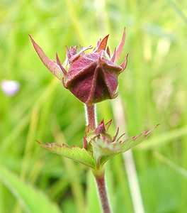 Comarum palustre (Rosaceae)  - Comaret des marais, Potentille des marais - Marsh Cinquefoil Savoie [France] 27/07/2002 - 1940m