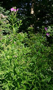 Epilobium hirsutum (Onagraceae)  - Épilobe hérissé, Épilobe hirsute - Great Willowherb Ain [France] 24/07/2002 - 890m