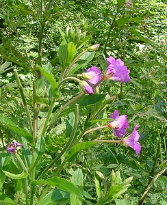 Epilobium hirsutum (Onagraceae)  - Épilobe hérissé, Épilobe hirsute - Great Willowherb Ain [France] 24/07/2002 - 890m
