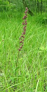 Epipactis atrorubens (Orchidaceae)  - Épipactide rouge sombre, Épipactis rouge sombre, Épipactis brun rouge, Épipactis pourpre noirâtre, Helléborine rouge - Dark-red Helleborine Dinant [Belgique] 06/07/2002 - 230m