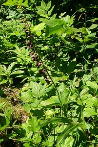 Epipactis atrorubens (Orchidaceae)  - Épipactide rouge sombre, Épipactis rouge sombre, Épipactis brun rouge, Épipactis pourpre noirâtre, Helléborine rouge - Dark-red Helleborine Jura [France] 23/07/2002 - 770m