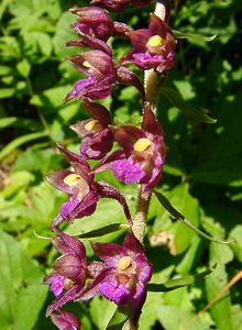 Epipactis atrorubens (Orchidaceae)  - Épipactide rouge sombre, Épipactis rouge sombre, Épipactis brun rouge, Épipactis pourpre noirâtre, Helléborine rouge - Dark-red Helleborine Jura [France] 23/07/2002 - 770m