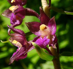 Epipactis atrorubens (Orchidaceae)  - Épipactide rouge sombre, Épipactis rouge sombre, Épipactis brun rouge, Épipactis pourpre noirâtre, Helléborine rouge - Dark-red Helleborine Jura [France] 23/07/2002 - 770m