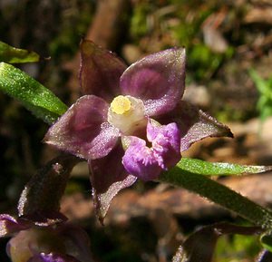 Epipactis atrorubens (Orchidaceae)  - Épipactide rouge sombre, Épipactis rouge sombre, Épipactis brun rouge, Épipactis pourpre noirâtre, Helléborine rouge - Dark-red Helleborine Savoie [France] 30/07/2002 - 2390m