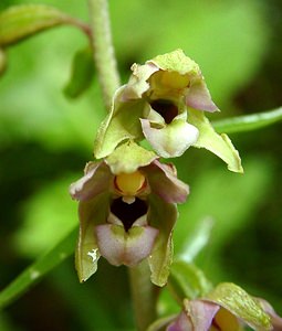 Epipactis helleborine (Orchidaceae)  - Épipactide helléborine, Épipactis à larges feuilles, Épipactis à feuilles larges, Elléborine à larges feuilles, Helléborine - Broad-leaved Helleborine Ain [France] 24/07/2002 - 1040m