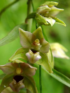 Epipactis helleborine (Orchidaceae)  - Épipactide helléborine, Épipactis à larges feuilles, Épipactis à feuilles larges, Elléborine à larges feuilles, Helléborine - Broad-leaved Helleborine Ain [France] 24/07/2002 - 1040m