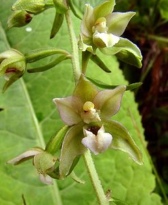 Epipactis helleborine (Orchidaceae)  - Épipactide helléborine, Épipactis à larges feuilles, Épipactis à feuilles larges, Elléborine à larges feuilles, Helléborine - Broad-leaved Helleborine Ain [France] 24/07/2002 - 1040m