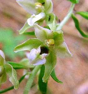 Epipactis helleborine (Orchidaceae)  - Épipactide helléborine, Épipactis à larges feuilles, Épipactis à feuilles larges, Elléborine à larges feuilles, Helléborine - Broad-leaved Helleborine Ain [France] 24/07/2002 - 1040m