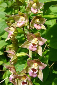 Epipactis helleborine (Orchidaceae)  - Épipactide helléborine, Épipactis à larges feuilles, Épipactis à feuilles larges, Elléborine à larges feuilles, Helléborine - Broad-leaved Helleborine Ain [France] 25/07/2002 - 550m