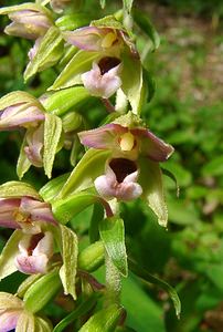 Epipactis helleborine (Orchidaceae)  - Épipactide helléborine, Épipactis à larges feuilles, Épipactis à feuilles larges, Elléborine à larges feuilles, Helléborine - Broad-leaved Helleborine Ain [France] 25/07/2002 - 550m