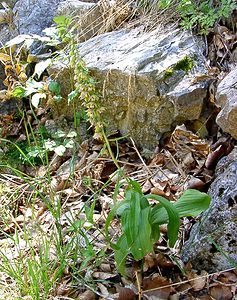 Epipactis helleborine (Orchidaceae)  - Épipactide helléborine, Épipactis à larges feuilles, Épipactis à feuilles larges, Elléborine à larges feuilles, Helléborine - Broad-leaved Helleborine Savoie [France] 27/07/2002 - 1000m